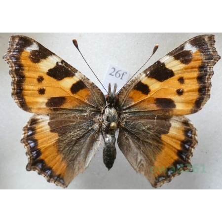 Aglais urticae (Linnaeus, 1758) Rusałka pokrzywnik Czech26f